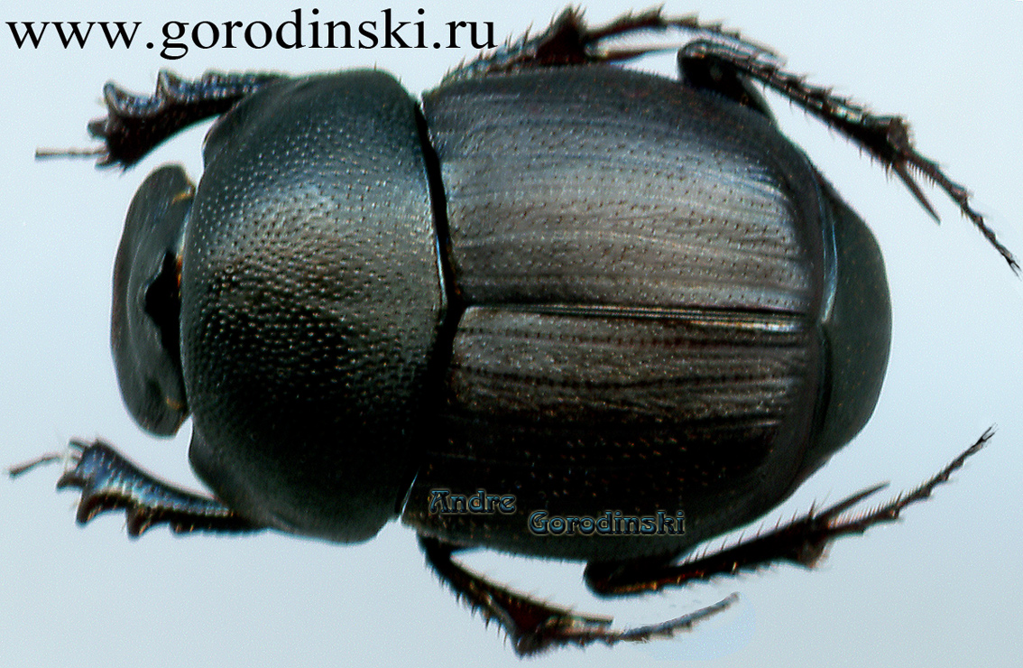 http://www.gorodinski.ru/copr/Onthophagus uniformis.jpg